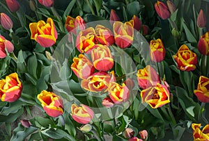 Several tulips with red petals and a yellow edge