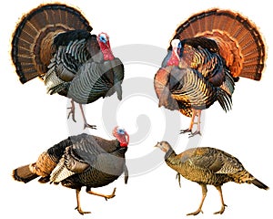 Several Turkey toms strutting