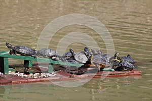 Several turtles basking in the sun in the middle of a pond