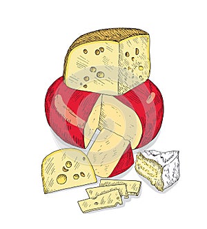 Several types of cheese together. Vector sketches hand drawn