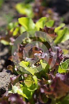 Several types of salads grow in the garden. Green and burgundy salad, healthy greens. Horticulture