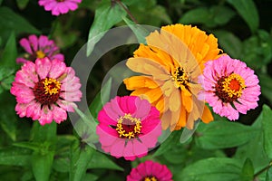 Several types of zinnias glow in the summer garden