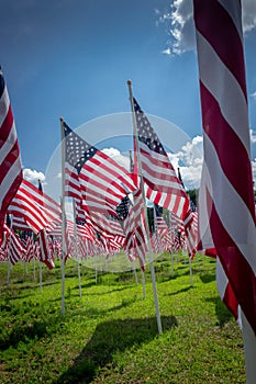 Several U.S. national flags in a field