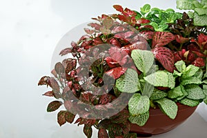 Several varieties and colors of home colors fittonia