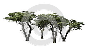 Several various Monterey Cypress trees