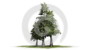 Several various Western Red Cedar trees