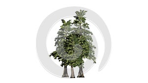 Several various Western Red Cedar trees