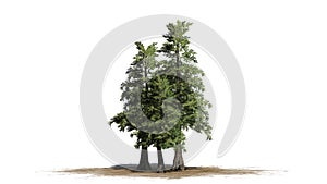 Several various Western Red Cedar trees