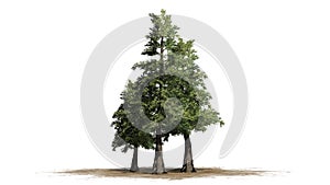 Several various Western Red Cedar trees