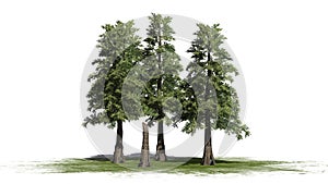 Several various Western Red Cedar trees