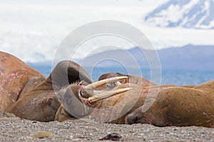 Several walruses sleeping on sandy ground odobenus rosmarus, g