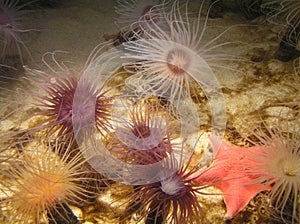 Several water colors and red starfish