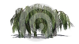 Several Weeping willow trees