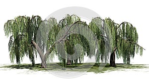 Several Weeping willow trees on a green erea