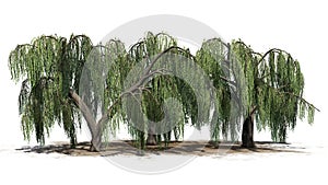 Several Weeping willow trees on a sand erea