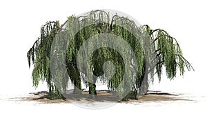 Several Weeping willow trees on a sand erea