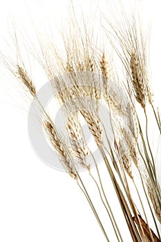 Several Wheat spikes