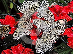 Several white butterflies on red flowers