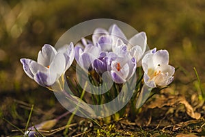 Several white crocuses close-up on a blurred background