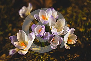 Several white crocuses close-up on a blurred background