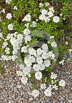 several white evergreen candytuft or perennial candytuft in Spring flower garden