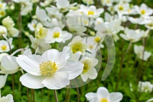 Several white flowers