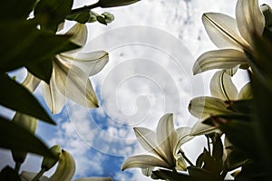A several white flowers and blue sky with clouds
