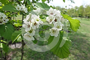 Several white flowers of Crataegus submollis