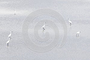 Several white herons stand in water