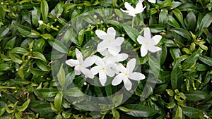 Several white jasmine flowers Jasminum species