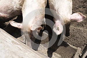Several white pigs eat food outdoors in a wooden corral. Sunny summer day, a wooden