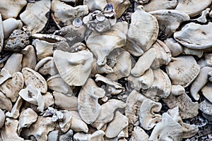 Several white sea shells together forming a texture