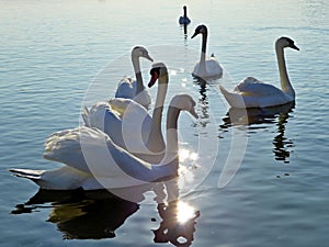 Several white swans sunbathing on the Danube