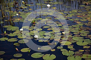 Several white waterlilies, lily pads and reeds growing naturally in dark black reflective water