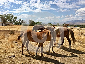 Wild American mustang horses yearlings photo
