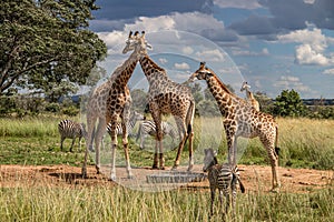 Several wild animals (zebra and giraffe), gathering around water source in savannah in national preservation park Imire