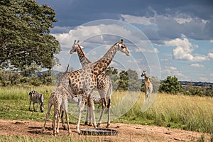 Several wild animals (zebra and giraffe), gathering around water source in savannah in national preservation park Imire