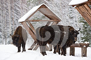 Several Wild Bison Near Feeders. Motherly Bison Close Up. Adult Wild European Brown Bison Bison Bonasus In Winter Time. Adult