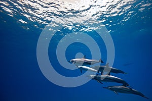 Several wild dolhins on blue underwater background