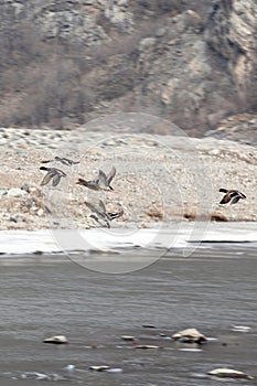 Several wild ducks fly on the river in the mountainous area..