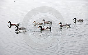 Several wild ducks swam towards the shore.
