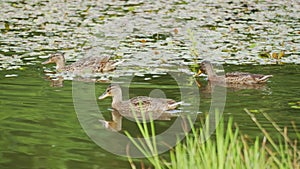 Several wild ducks swim on an overgrown pond, camera tracking