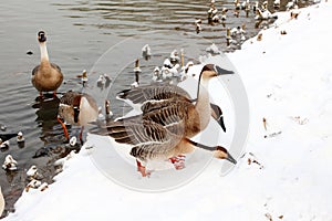 Several wild geese came ashore looking for food..