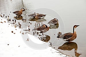 Several wild geese are standing on the shore and taking a rest.