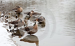 Several wild geese are taking a rest on the snow-covered shore.