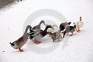 Several wild geese and wild ducks are eating on the snow-covered shore.