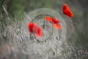 Several Wild Red Poppy On A Green Wheat Field In Dewdrops.