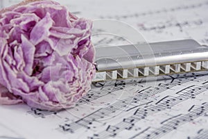 Several withered peonies with harmonica are on the musical notes