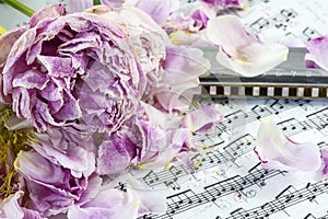 Several withered pink peonies with harmonica are on the musical notes