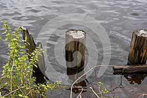 Several wooden pillars in the water at the shore